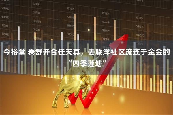 今裕堂 卷舒开合任天真，去联洋社区流连于金金的“四季莲塘”